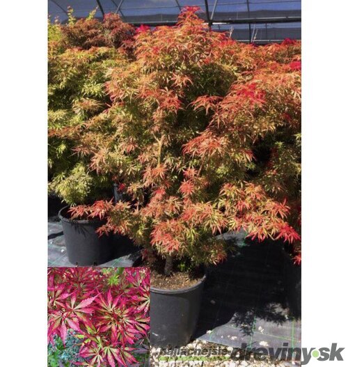 Javor dlaňovitolistý ( japonský) -´Jerre Schwartz´, výška 100/120 cm, v črepníku Acer palmatum Jerre Schwartz