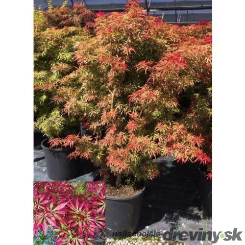 Javor dlaňovitolistý ( japonský) -´Jerre Schwartz´, výška 100/120 cm, v črepníku Acer palmatum Jerre Schwartz