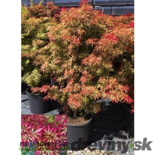 Javor dlaňovitolistý ( japonský) -´Jerre Schwartz´, výška 100/120 cm, v črepníku Acer palmatum Jerre Schwartz