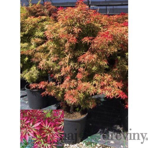 Javor dlaňovitolistý ( japonský) -´Jerre Schwartz´, výška 100/120 cm, v črepníku Acer palmatum Jerre Schwartz