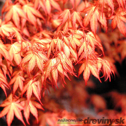 Javor dlaňovitolistý japonský ´Katsura´, výška 25/35 cm, v črepniku Acer palmatum ´Katsura´