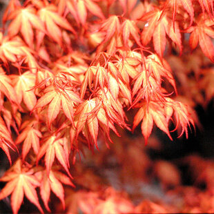 Javor dlaňovitolistý japonský ´Katsura´, výška 25/35 cm, v črepniku Acer palmatum ´Katsura´