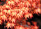Javor dlaňovitolistý japonský ´Katsura´, výška 25/35 cm, v črepniku Acer palmatum ´Katsura´