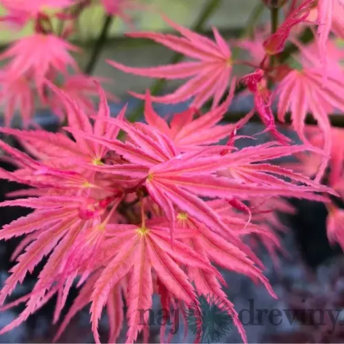 Javor dlaňovitolistý (japonský) Phoenix, výška 25/35 cm, v črepníku Acer palmatum Phoenix