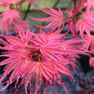 Javor dlaňovitolistý (japonský) Phoenix, výška 25/35 cm, v črepníku Acer palmatum Phoenix