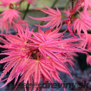 Javor dlaňovitolistý (japonský) Phoenix, výška 25/35 cm, v črepníku Acer palmatum Phoenix
