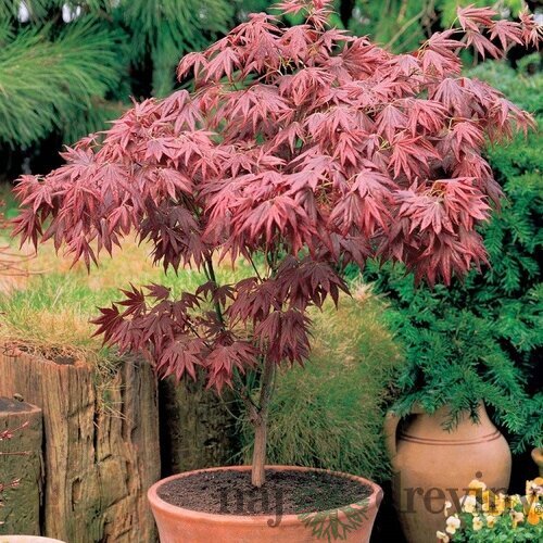 Javor dlaňovitolistý ( japonský)- solitér ´Atropurpureum´, výška 110/130 cm, v črepniku 7,5l Acer palmatum ´Atropurpureum´