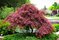 Javor dlaňovitolistý ( japonský)- solitér ´Dissectum Garnet´, výška 180/200 cm, v črepniku 15l Acer palmatum Garnet