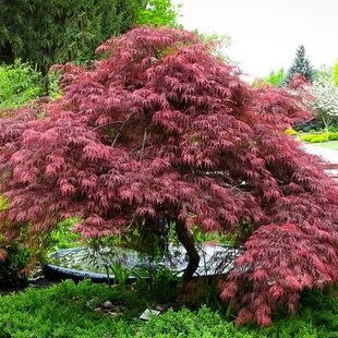 Javor dlaňovitolistý ( japonský)- solitér ´Dissectum Garnet´, výška 180/200 cm, v črepniku 15l Acer palmatum Garnet
