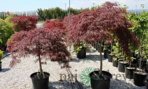 Javor dlaňovitolistý ( japonský)- solitér ´Dissectum Garnet´, výška 180/200 cm, v črepniku Acer palmatum ´Dissectum Garnet´