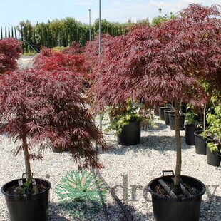 Javor dlaňovitolistý ( japonský)- solitér ´Dissectum Garnet´, výška 180/200 cm, v črepniku Acer palmatum ´Dissectum Garnet´