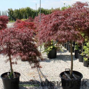 Javor dlaňovitolistý ( japonský)- solitér ´Dissectum Garnet´, výška 180/200 cm, v črepniku Acer palmatum ´Dissectum Garnet´
