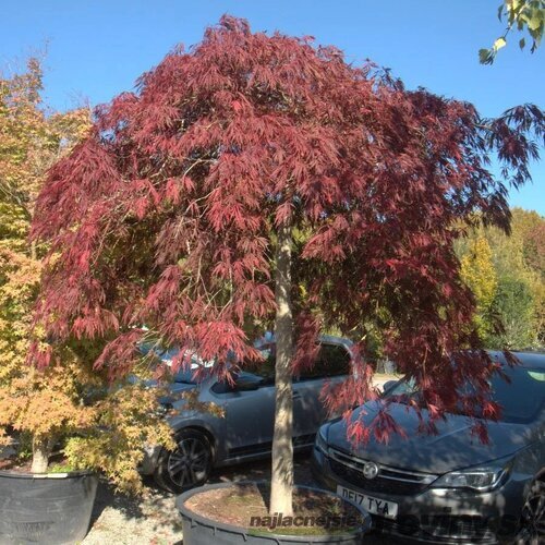 Javor dlaňovitolistý ( japonský) - solitér ´Jerre Schwartz´, výška 150/+ cm, v črepniku 12l Acer palmatum Jerre Schwartz
