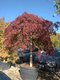 Javor dlaňovitolistý ( japonský) - solitér ´Jerre Schwartz´, výška 150/+ cm, v črepniku 12l Acer palmatum Jerre Schwartz
