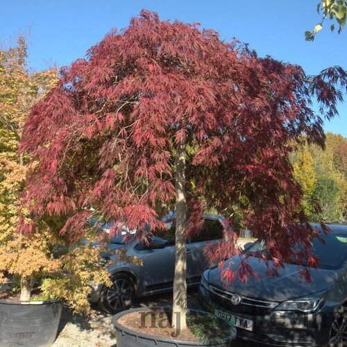 Javor dlaňovitolistý ( japonský) - solitér ´Jerre Schwartz´, výška 150/+ cm, v črepniku 12l Acer palmatum Jerre Schwartz