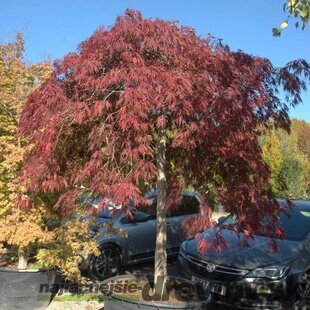 Javor dlaňovitolistý ( japonský) - solitér ´Jerre Schwartz´, výška 150/+ cm, v črepniku 12l Acer palmatum Jerre Schwartz