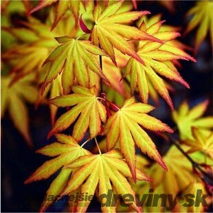 Javor dlaňovitolistý ( japonský) - solitér ´Katsura´, výška 150/+ cm, v črepniku 12l Acer palmatum ´Katsura´
