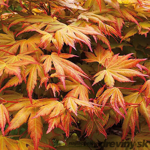 Javor dlaňovitolistý ( japonský) - solitér ´Orange Dream´, výška 150/+ cm, v črepniku 12l Acer palmatum ´Orange Dream´