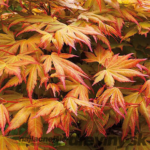 Javor dlaňovitolistý ( japonský) - solitér ´Orange Dream´, výška 150/+ cm, v črepniku 12l Acer palmatum ´Orange Dream´