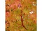 Javor dlaňovitolistý ( japonský) - solitér “Sangokaku -Koralová kôra“ 150/+ cm, v črepniku 12l Acer palmatum “Sangokaku