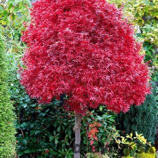 Javor dlaňovitolistý ( japonský) - solitér ´Skeeter´s Broom´, výška 150/+ cm, v črepniku 12l Acer palmatum Skeeters Broom