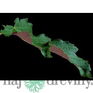 Javor Faassen´s Black mliečny, v črepníku 150/160 cm Acer platanoides Faassen´s Black