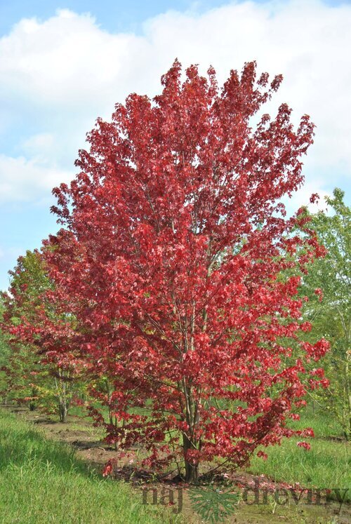 Javor freemanov AUTUMN BLAZE Jeffersred,výška 150/200 cm, v črepníku 20l Acer freemanii AUTUMN BLAZE Jeffersred