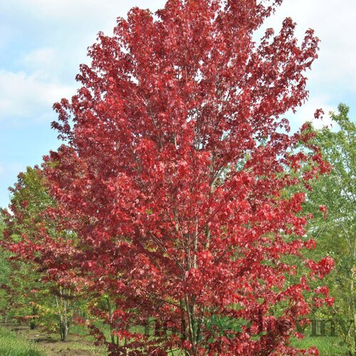 Javor freemanov AUTUMN BLAZE Jeffersred,výška 150/200 cm, v črepníku 20l Acer freemanii AUTUMN BLAZE Jeffersred