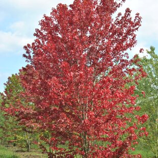 Javor freemanov AUTUMN BLAZE Jeffersred,výška 150/200 cm, v črepníku 20l Acer freemanii AUTUMN BLAZE Jeffersred