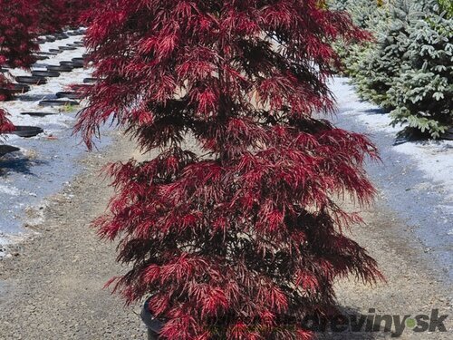 Javor Garnet 200/220 cm točený