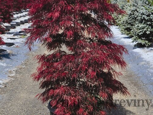 Javor Garnet 200/220 cm točený