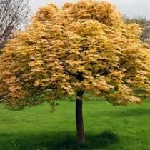 Javor horský Briliantissimum na kmienku 120/140 cm, v črepníku Acer Pseudoplatanus Briliantissimum