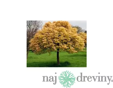 Javor horský Briliantissimum na kmienku 120/140 cm, v črepníku Acer Pseudoplatanus Briliantissimum