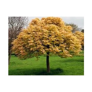 Javor horský Briliantissimum na kmienku 120/140 cm, v črepníku Acer Pseudoplatanus Briliantissimum