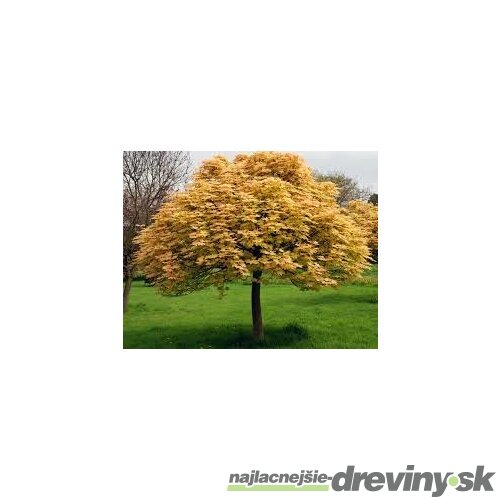 Javor horský Briliantissimum na kmienku 120/140 cm, v črepníku Acer Pseudoplatanus Briliantissimum