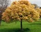 Javor horský Briliantissimum na kmienku 120/140 cm, v črepníku Acer Pseudoplatanus Briliantissimum