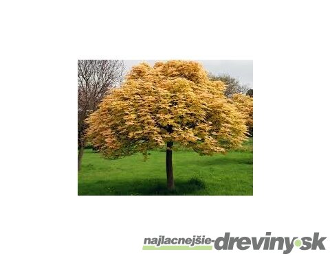 Javor horský Briliantissimum na kmienku 120/140 cm, v črepníku Acer Pseudoplatanus Briliantissimum