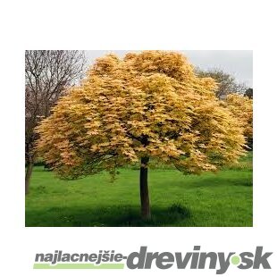 Javor horský Briliantissimum na kmienku 120/140 cm, v črepníku Acer Pseudoplatanus Briliantissimum