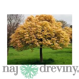 Javor horský Briliantissimum na kmienku 120/140 cm, v črepníku Acer Pseudoplatanus Briliantissimum