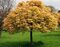 Javor horský Briliantissimum na kmienku 120/140 cm, v črepníku Acer Pseudoplatanus Briliantissimum