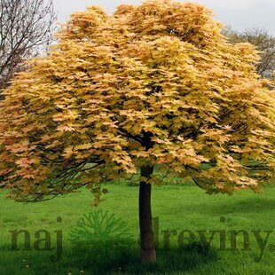 Javor horský Brilliantissimum na kmienku 220/250 cm, v črepníku Acer pseudoplatanus Brilliantissimum