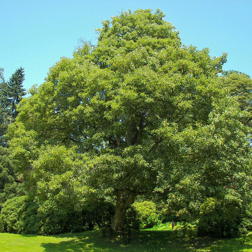 Javor horský Leopoldii na kmienku 200/220 cm, v kvetináči Acer pseudoplatanus Leopoldii