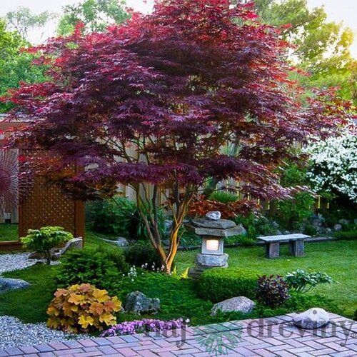 Javor japonský Atropurpureum 130/150 cm, v črepníku Acer Palmatum Atropurpureum