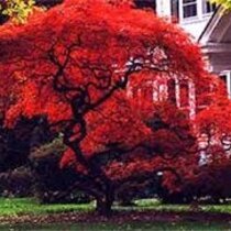 Javor japonský Atropurpureum 25/35 cm, v črepníku 3l Acer Palmatum Atropurpureum