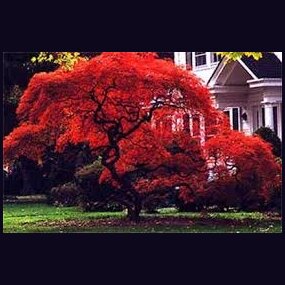 Javor japonský Atropurpureum 25/35 cm, v črepníku 3l Acer Palmatum Atropurpureum