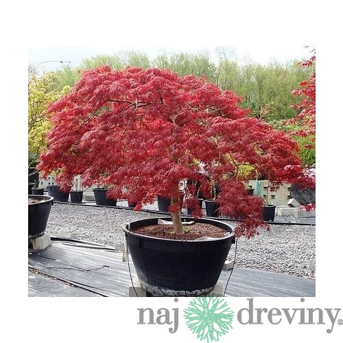 Javor japonský Atropurpureum 40/60 cm, v črepníku Acer Palmatum Atropurpurea