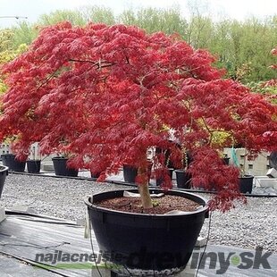Javor japonský Atropurpureum 40/60 cm, v črepníku Acer Palmatum Atropurpurea