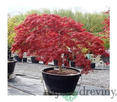 Javor japonský Atropurpureum 40/60 cm, v črepníku Acer Palmatum Atropurpurea