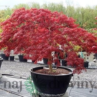 Javor japonský Atropurpureum 40/60 cm, v črepníku Acer Palmatum Atropurpurea
