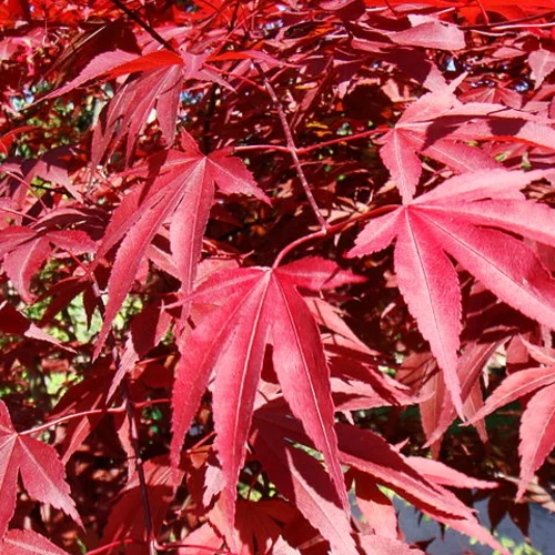 Javor japonský Atropurpureum solitér XXL 160/200 cm, v črepníku Acer palmatum Atropurpureum